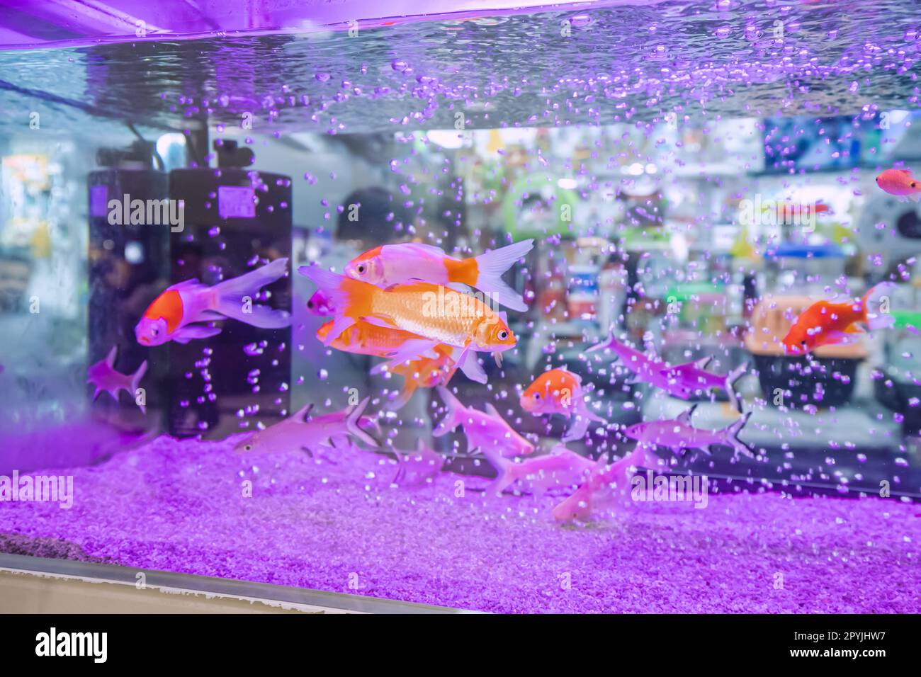 Goldfische können ihre Besitzer erkennen und sogar sehr interaktiv mit ihnen werden Stockfoto