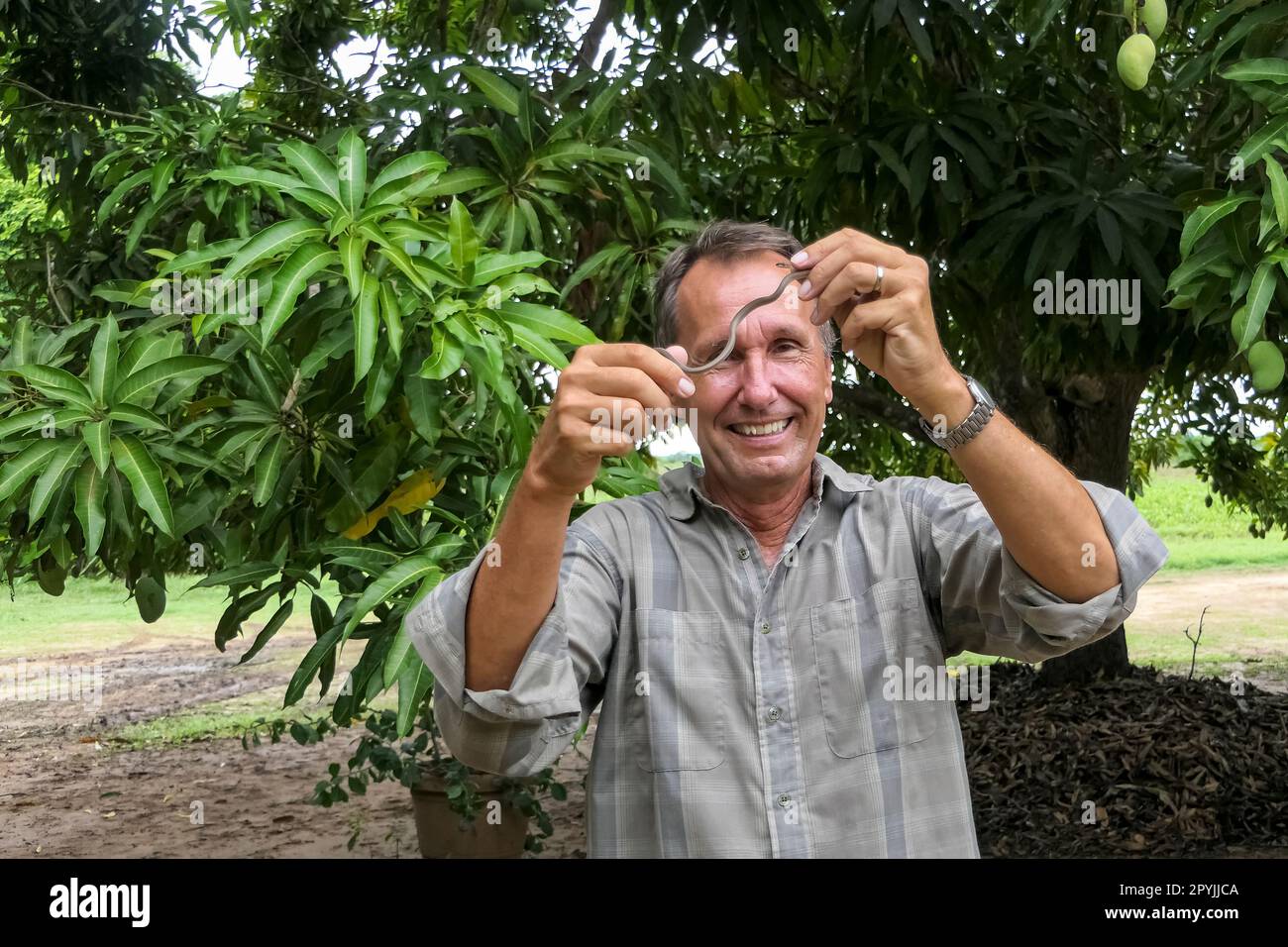 Männlicher weißer Tourist, der eine winzige Geisterschlange in den Händen hält, vor grünem Hintergrund, Pantanal Wetlands, Mato Grosso, Brasilien Stockfoto