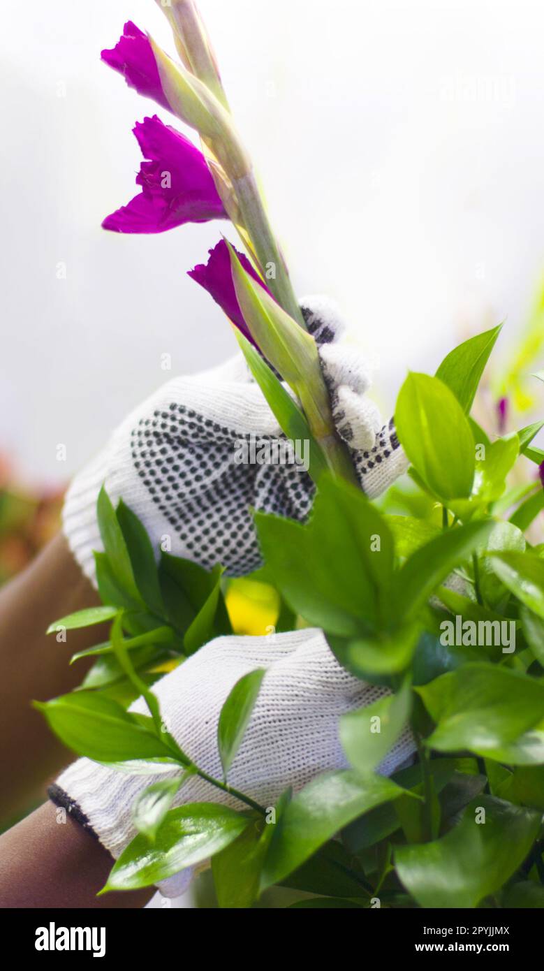 Natur, Florist und Hände mit lila Tulpen für einen Blumenstrauß oder ein Arrangement aus ihrem Blumengarten. Grünzeug, Hobby und Gärtner, die ein Naturtalent prüfen Stockfoto