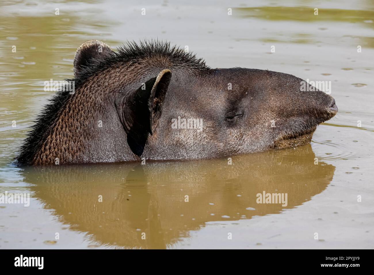 Nahaufnahme eines Tapir-Kopfes in einem schlammigen Teich, Seitenansicht, Pantanal Wetlands, Mato Grosso, Brasilien Stockfoto