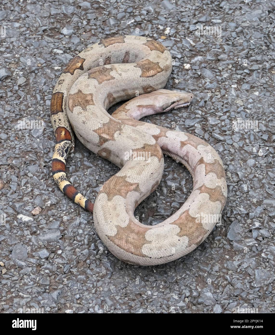 Nahaufnahme eines Boa Constrictor, der auf einer geteerten Straße in einer Schleife liegt, Pantanal Wetlands, Mato Grosso, Brasilien Stockfoto