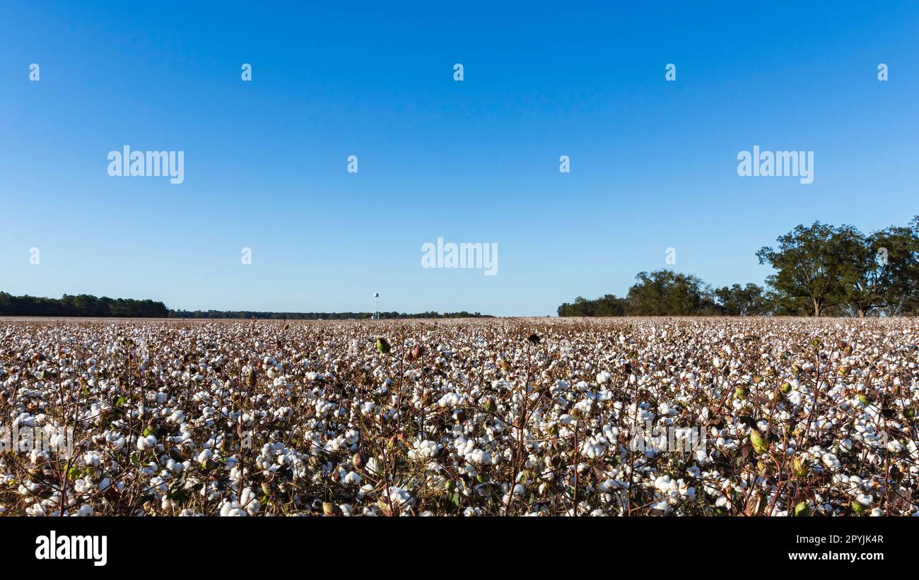 Landschaftliche Landschaft eines Baumwollfeldes, so weit das Auge reicht, bereit für die Ernte im Zentrum von Alabama im Oktober. Stockfoto