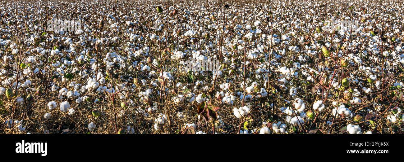 Bannerbild reifer Baumwoll-Puppen auf dem Feld nach der Entblätterung. Stockfoto