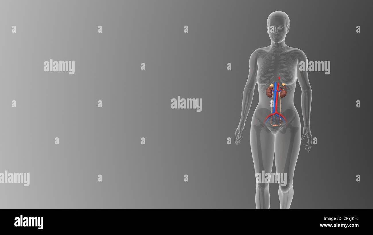 Visualisierung des medizinischen Konzepts des weiblichen Harnsystems auf schwarzem Hintergrund Stockfoto