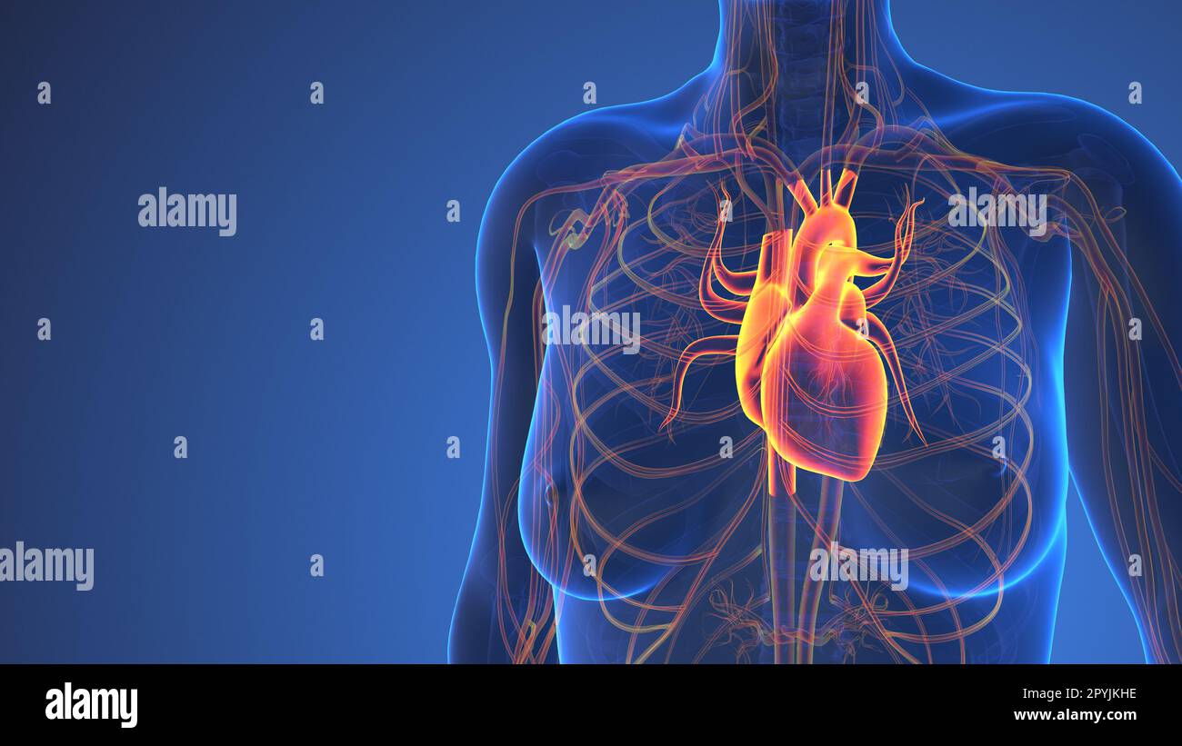 Anatomie Des Menschlichen Herzens Im Körper Stockfoto