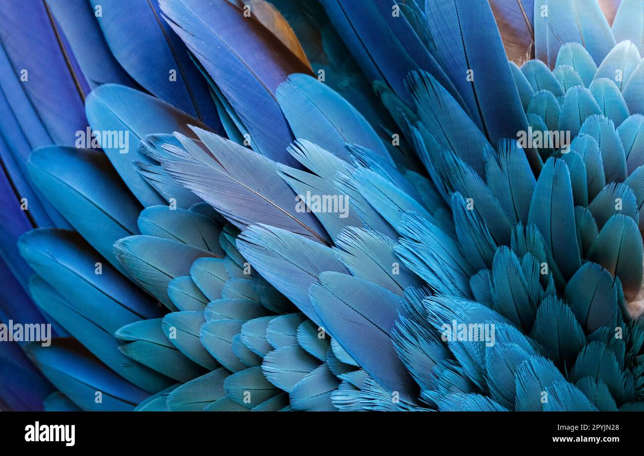 Nahaufnahme der wunderschönen Vogelfedern von Blau und Gelb Macaw, exotischer natürlicher strukturierter Hintergrund in verschiedenen blauen und gelben Farben, Lagoa das Araras Stockfoto