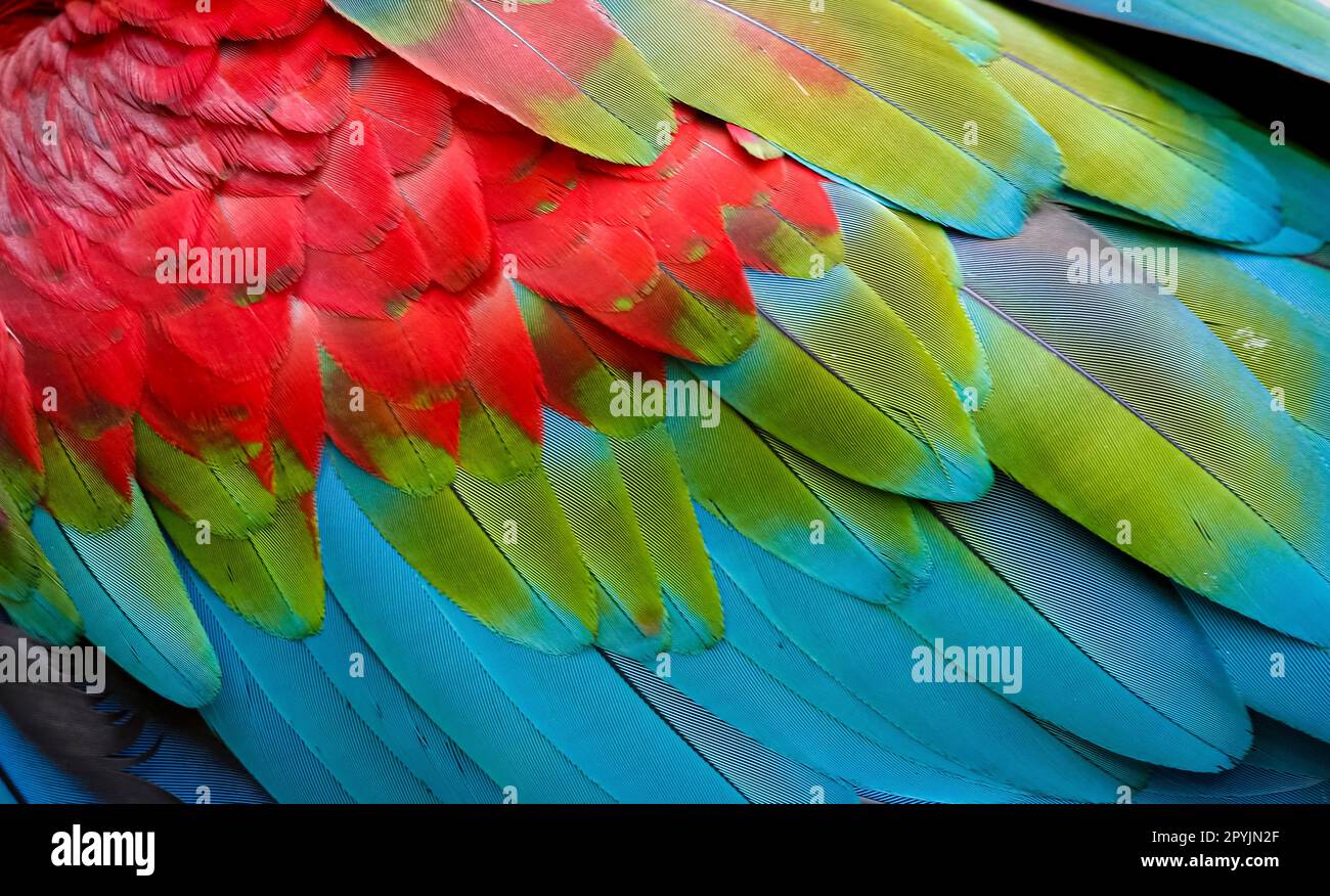 Nahaufnahme der bunten Vogelfedern von Rot und Grün Macaw, exotischer natürlicher strukturierter Hintergrund in Rot, Grün und Blau, Chapada dos Guimarães, Mato Gros Stockfoto