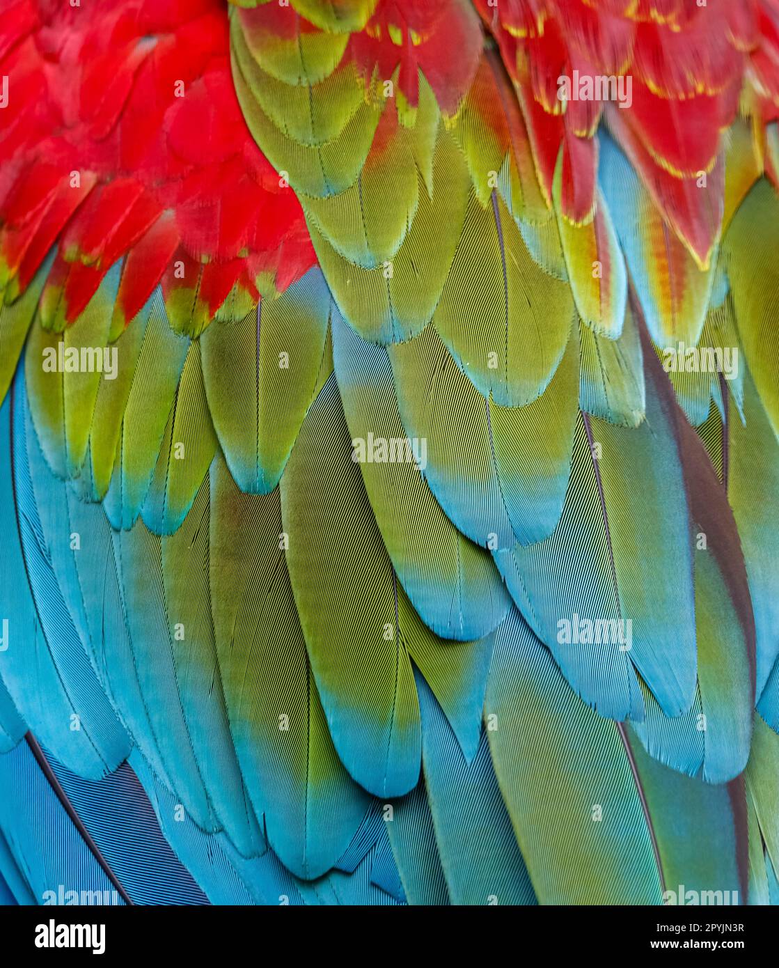 Nahaufnahme der bunten Vogelfedern von Rot und Grün Macaw, exotischer natürlicher strukturierter Hintergrund in Rot, Grün und Blau, Chapada dos Guimarães, Mato Gros Stockfoto