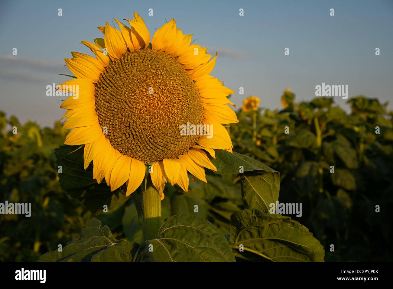 Sonnenblumen-Nahaufnahme. Schöner sonniger Sommerhintergrund. Sonnenblumenanbau für Ölsaaten. Landwirtschaftliche Felder im Sommer. Sonnenblumen Stockfoto