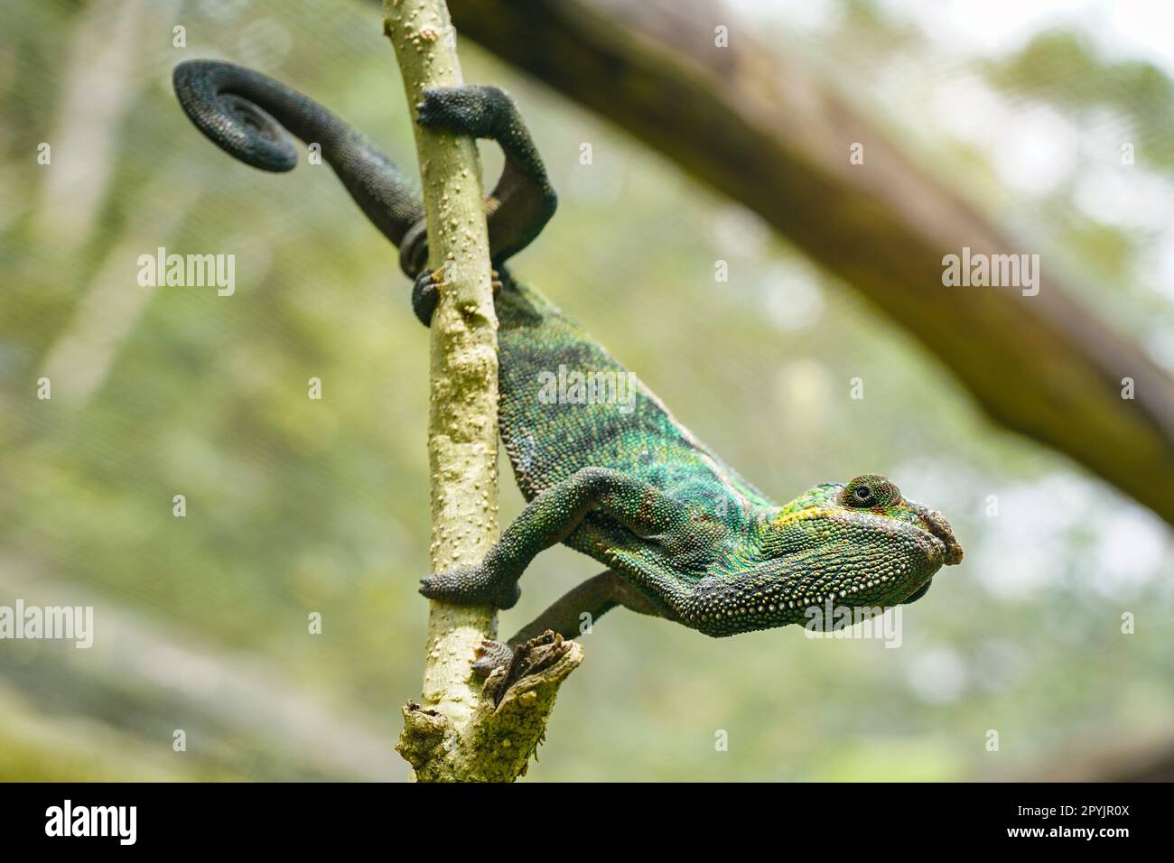 Kleines Chamäleon mit Schmucksteinen, das an einem Baumzweig festhält, Nahaufnahme Stockfoto