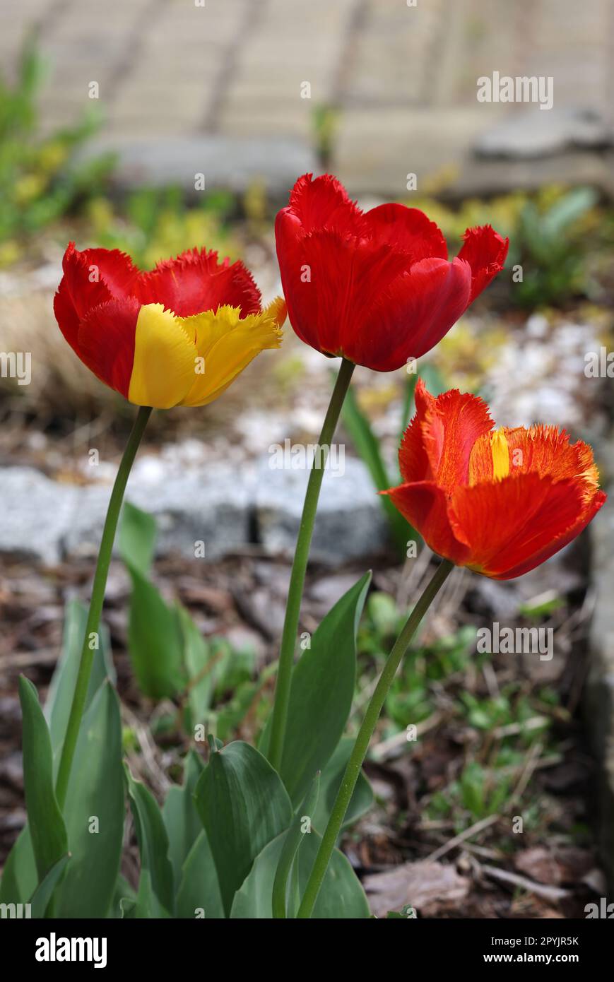 Gelbe und rote Tulpen blühen in einem Garten Stockfoto
