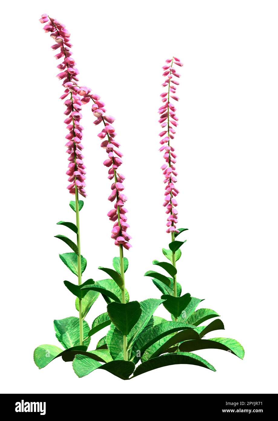 3D-Darstellung von Foxhandschuhpflanzen oder Digitalis purpurea oder gewöhnlichem Foxhandschuh isoliert auf weißem Hintergrund Stockfoto