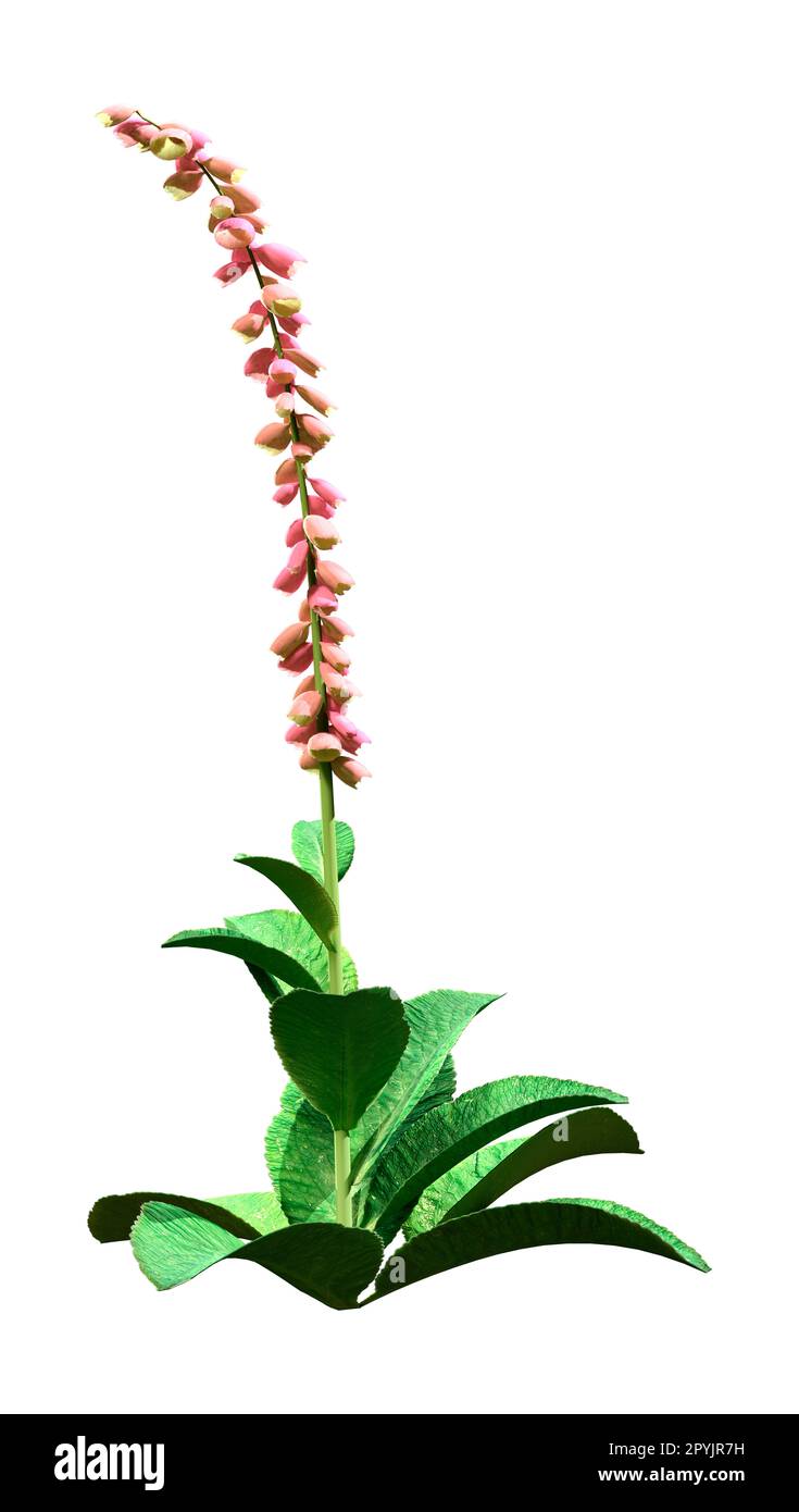 3D-Darstellung einer Foxhandschuhpflanze oder Digitalis purpurea oder gewöhnlicher Foxhandschuh isoliert auf weißem Hintergrund Stockfoto