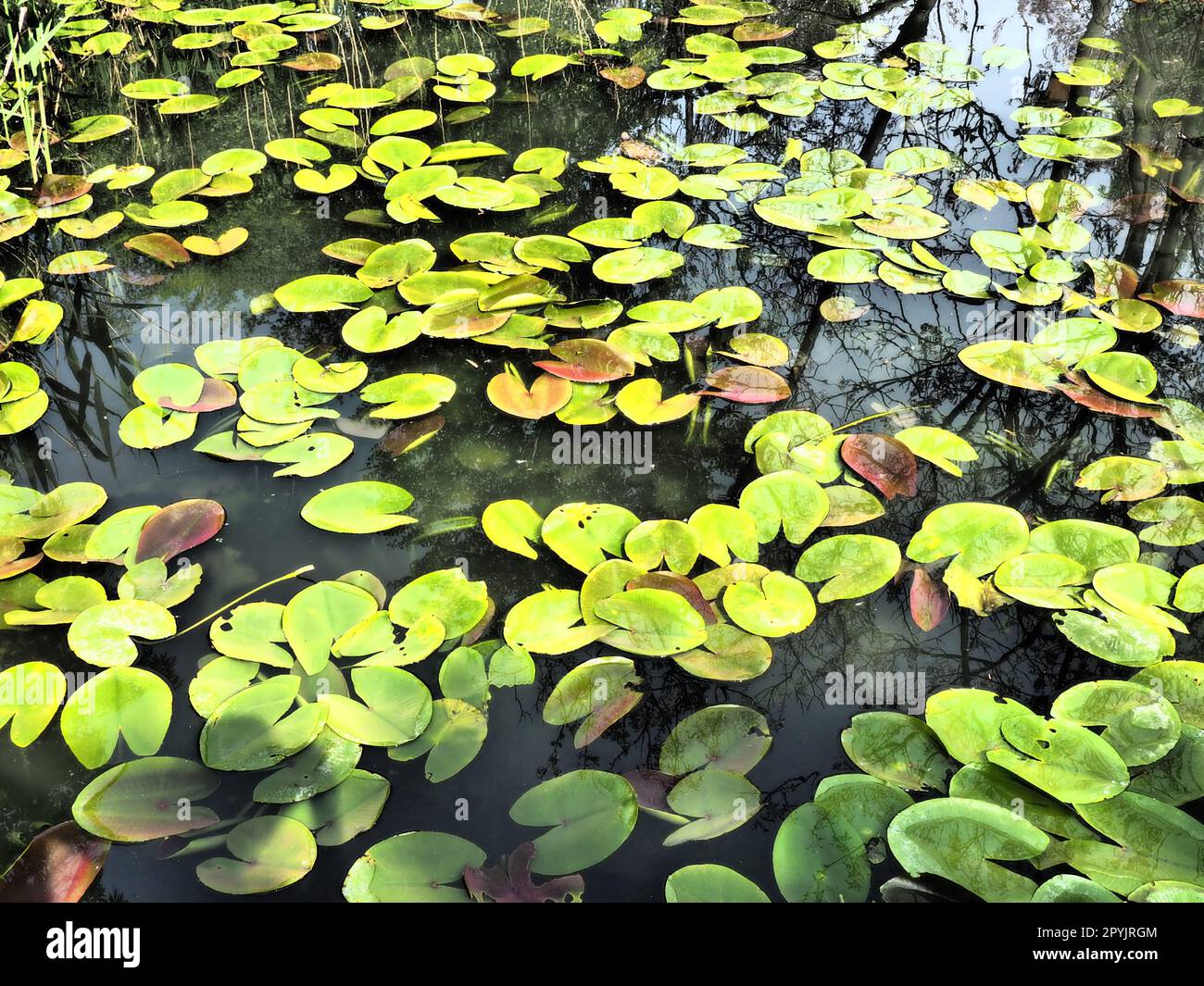 Wasserlienblätter, auch bekannt als Lilienpads. Große rissige und gelbe Blätter einer Wasserpflanze auf der Oberfläche eines Teichs oder Sumpfes. Wasserlilie oder Nymphaean Nymphaeaceae - eine Familie blühender Pflanzen Stockfoto
