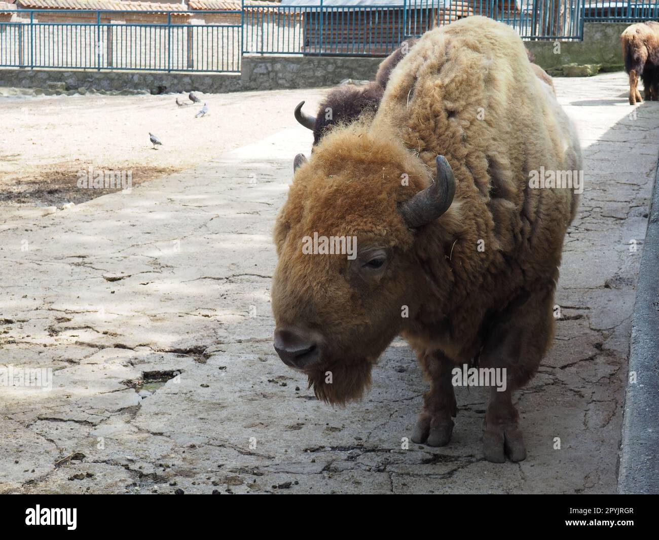 Bison, oder amerikanische Bison, ist eine Art von Klauensäugetieren aus dem Stamm der Bullen der Rinderfamilie. Bison atmet, blinkt und wackelt mit den Ohren Stockfoto