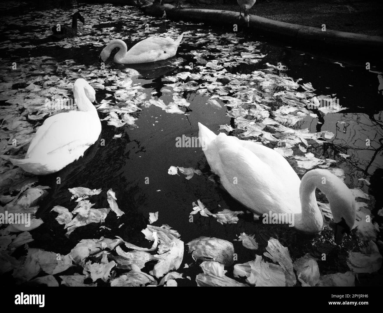 Weißer Schwan im Wasser. Weiße Schwänen in einem Teich, die Kohl und grünen Salat essen. Vögel im Zoo. Stockfoto