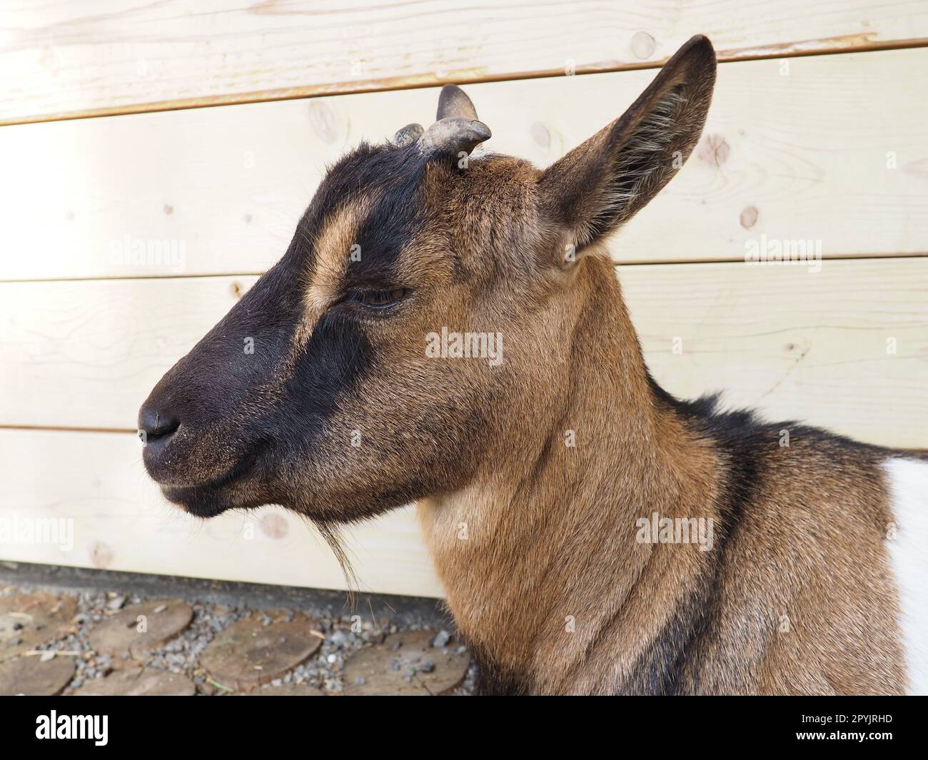 Eine braune Ziege mit weißen Flecken, kleinen Hörnern und halb geschlossenen Augen. Zootier Stockfoto