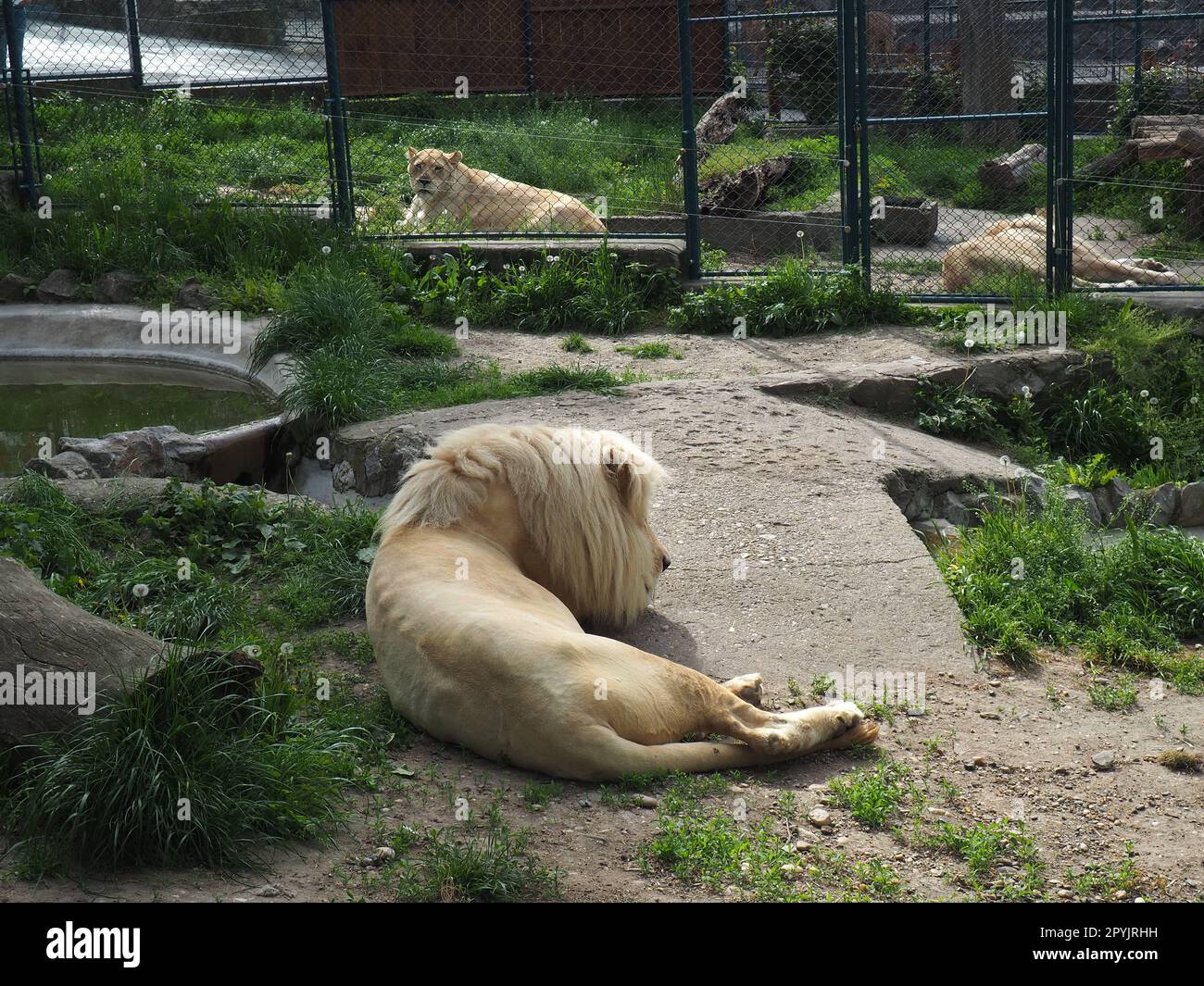 albino weiße Löwen ruhen. Löwe Panthera leo ist eine Art von fleischfressenden Säugetieren, einer der Vertreter der Gattung Panther, einer Unterfamilie der Großkatze Pantherinae in der Familie Felidae Stockfoto