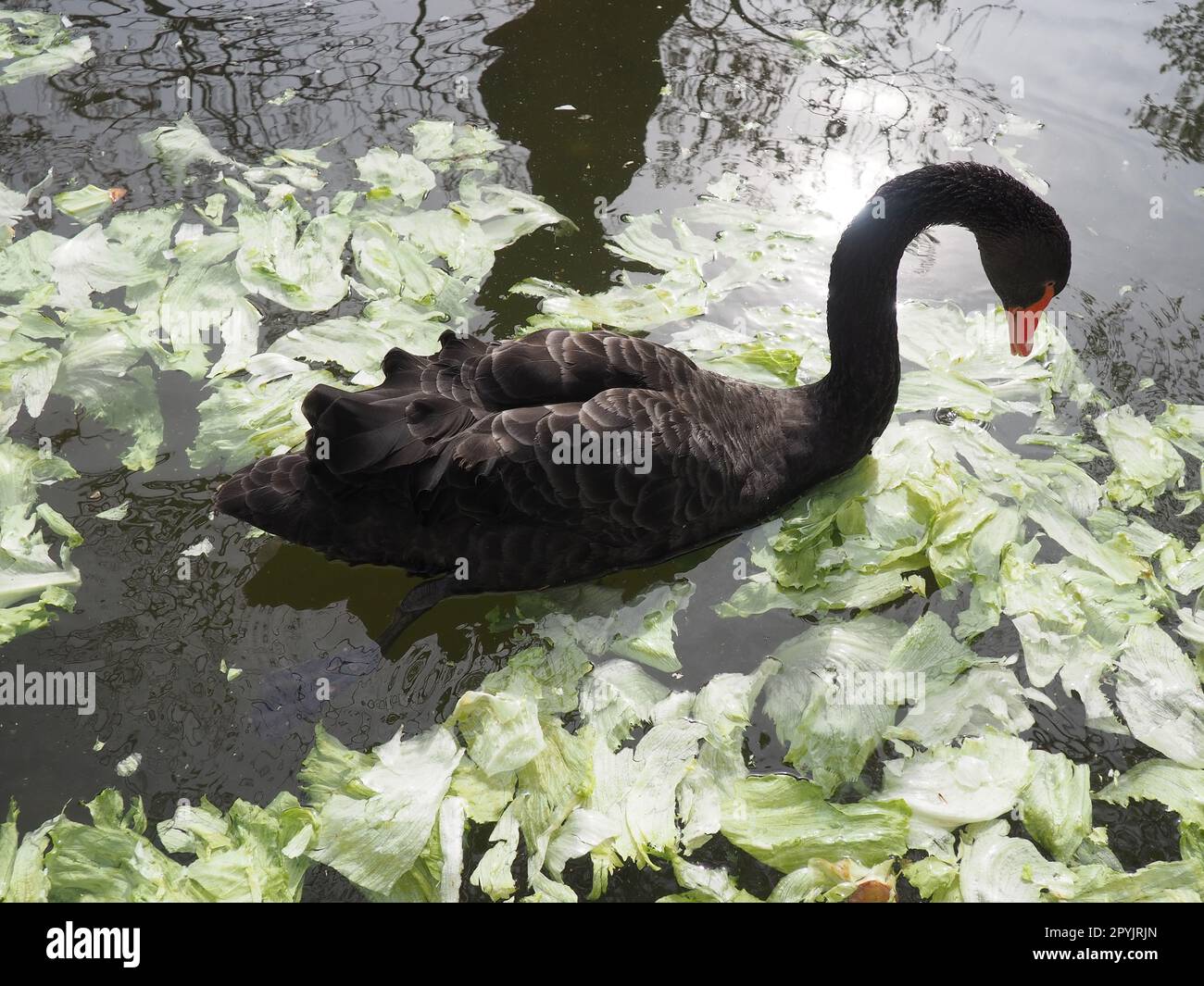 Schwarzer Schwan im Teich frisst Kohl und grüne Salatblätter. Vogelschwan im Zoo Stockfoto