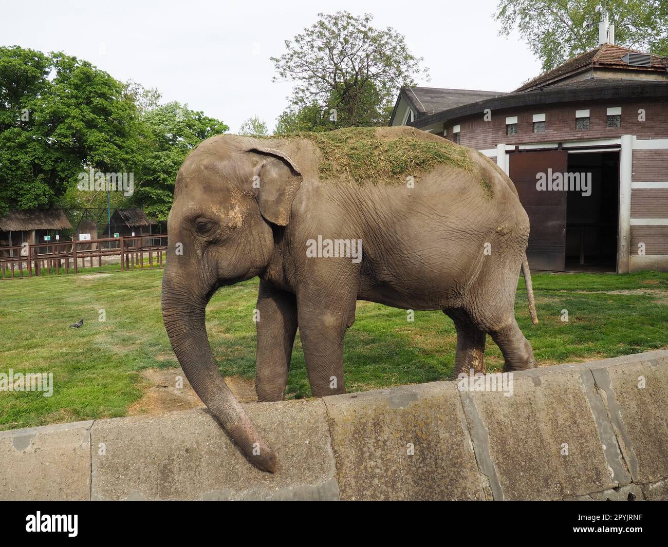 Der asiatische Elefant, oder indischer Elefant, Elephas maximus, ist ein Säugetier der Proboscis-Ordnung, eine Gattung asiatischer Elefanten Elephas und eine von drei modernen Arten der Elefantenfamilie. Elefanten gehen Stockfoto