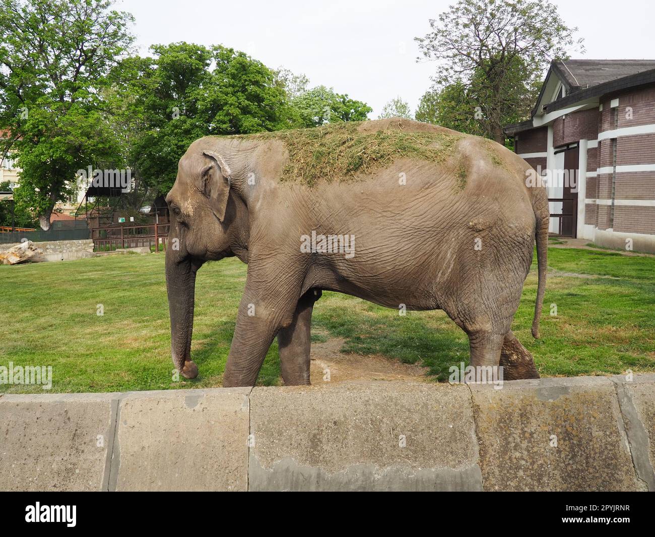 Der asiatische Elefant, oder indischer Elefant, Elephas maximus, ist ein Säugetier der Proboscis-Ordnung, eine Gattung asiatischer Elefanten Elephas und eine von drei modernen Arten der Elefantenfamilie. Elefanten gehen Stockfoto