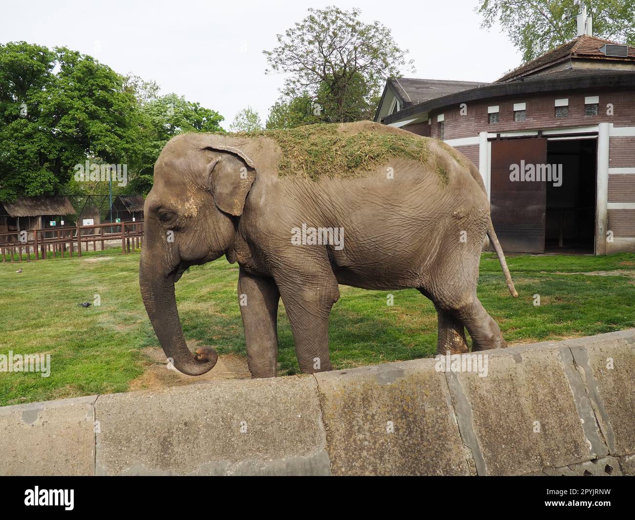 Der asiatische Elefant, oder indischer Elefant, Elephas maximus, ist ein Säugetier der Proboscis-Ordnung, eine Gattung asiatischer Elefanten Elephas und eine von drei modernen Arten der Elefantenfamilie. Elefanten gehen Stockfoto