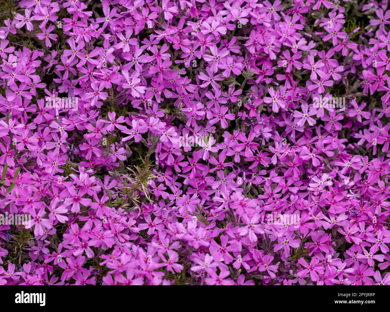 Lila Aubrieta deltoidea blüht im Garten. Stockfoto