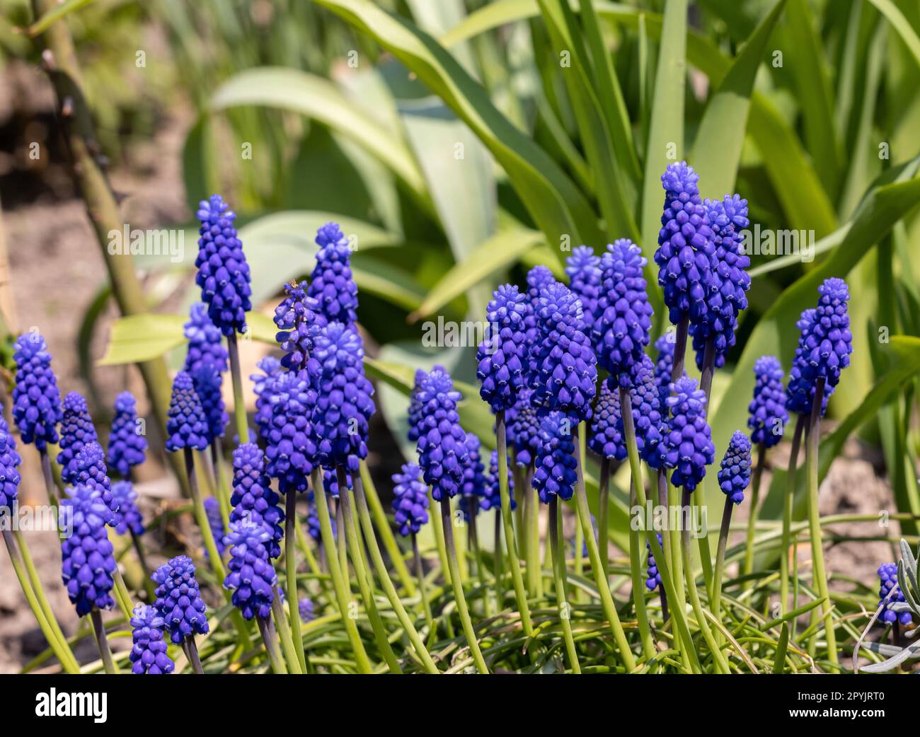 Traubenhyazinthe Muscari Armeniacum Blüte Im Frühjahr. Stockfoto