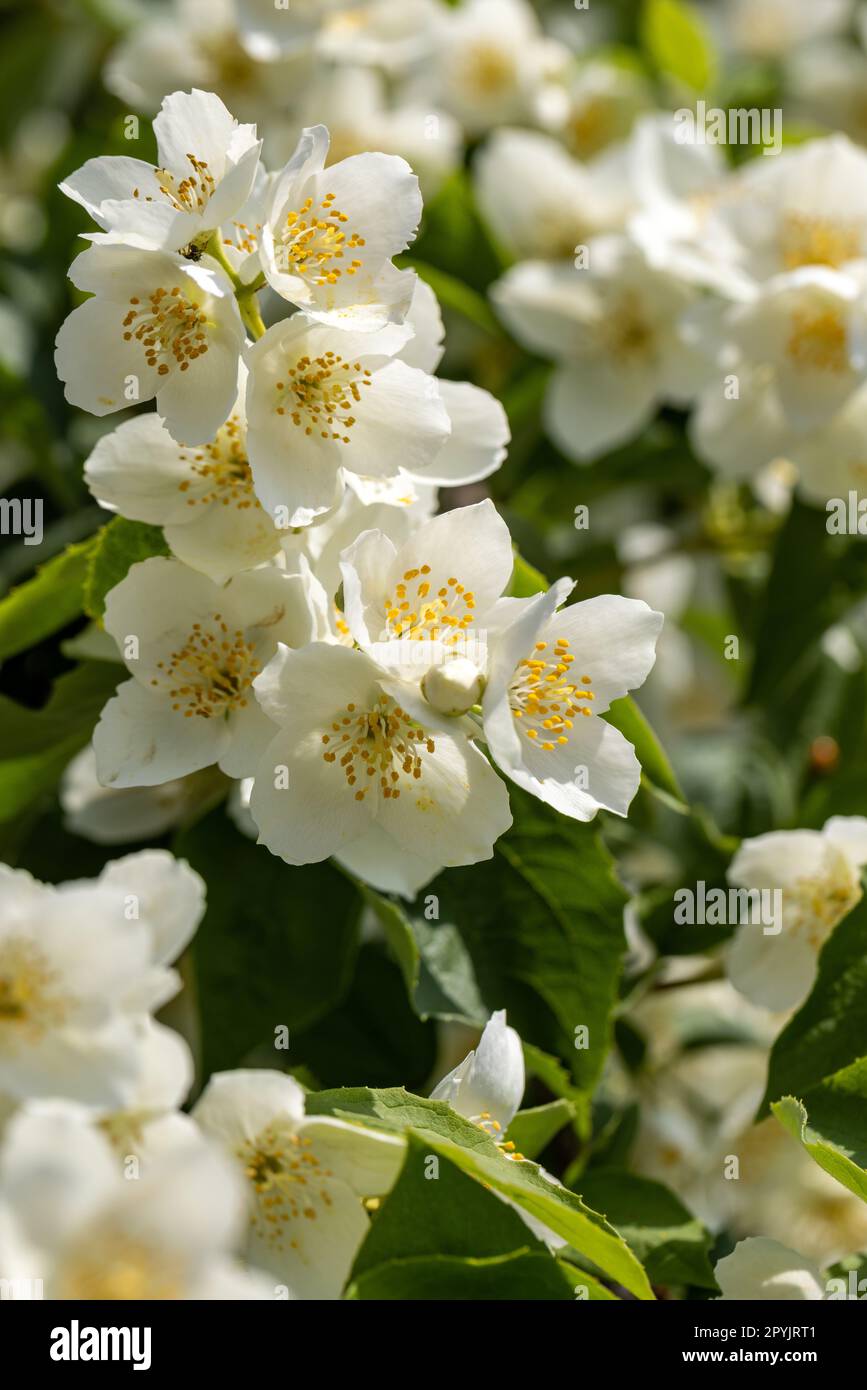 Wunderschöne weiße Jasminblüten im Frühling. Stockfoto