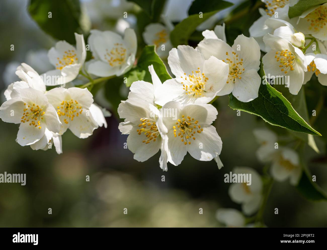 Wunderschöne weiße Jasminblüten im Frühling. Stockfoto