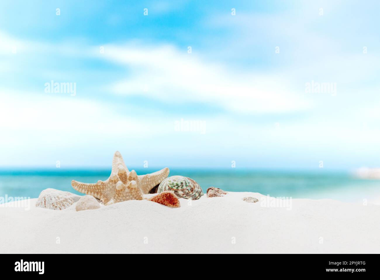 Urlaubs-, Strand- oder Reisekonzept. Zusammensetzung verschiedener Schalen im Sand Stockfoto