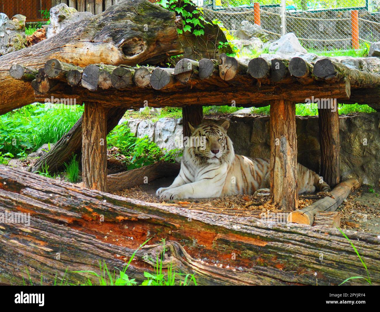 Bengaltiger, Panthera tigris tigris oder Panthera tigris bengalensis. Albino-Mutation - Weißer Tiger. Das Tier ruht sich aus. Der Tiger hält seinen Kopf stolz. Porträt eines königlichen bengalischen Tigers Stockfoto