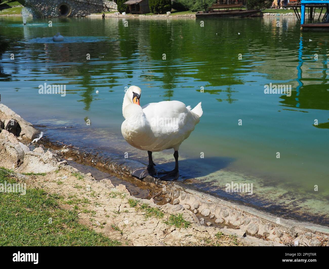 Weißer Schwan am Ufer des Reservoirs. Ein Vogel am Wasser reinigt seine Federn. Stanisici, Bijelina, Bosnien und Herzegowina, ein Zoo in einem Ethno-Dorf. Die Fauna Europas Stockfoto