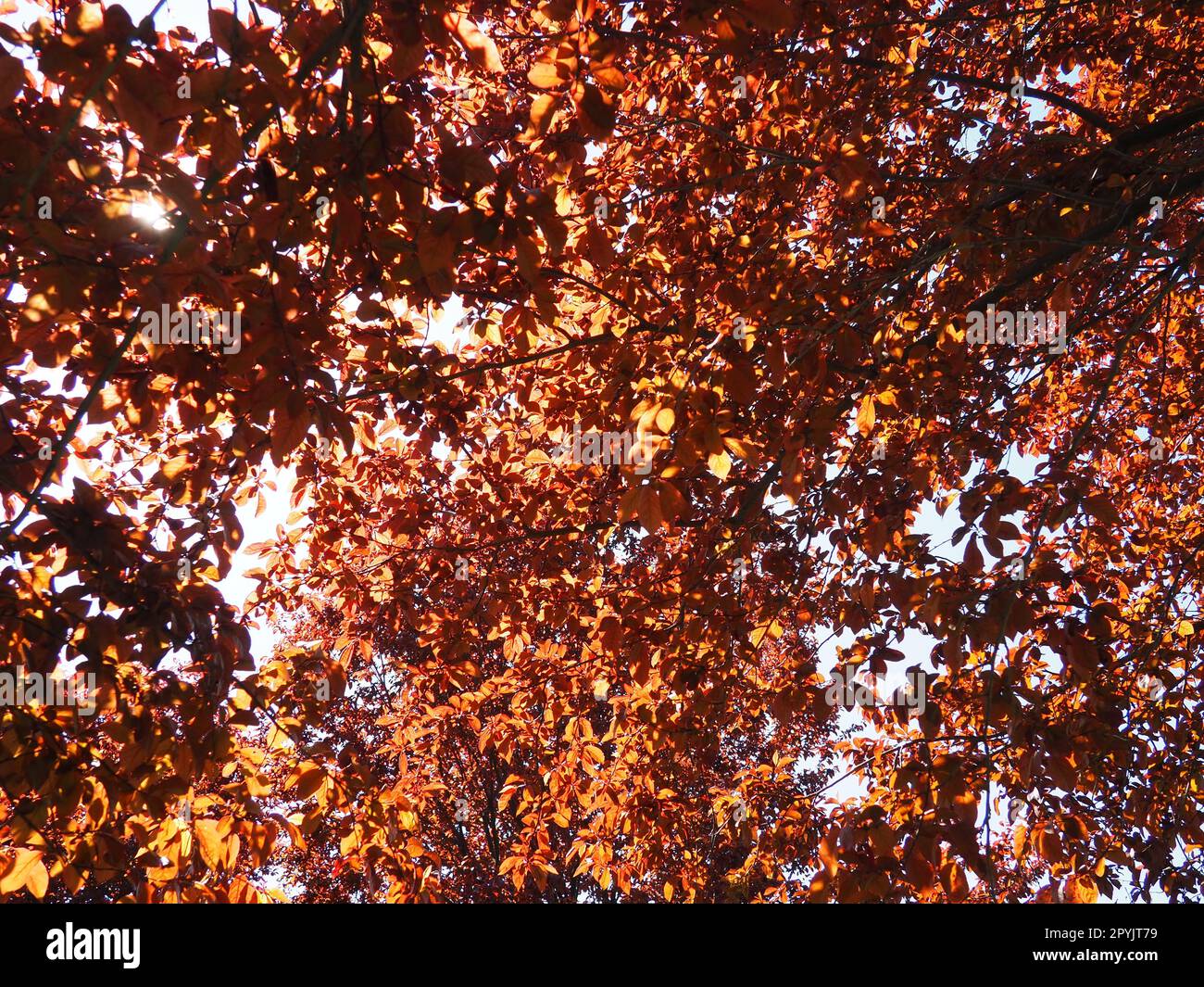 Rotblättriger Baum mit einer üppigen Krone. Gegenlicht von der Sonne. Herbstblätter. Rotblättrige Pflaume als Zierpflanze Stockfoto