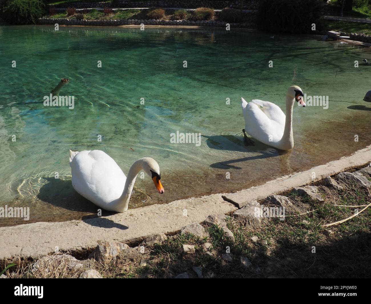 Zwei weiße Schwäne am Ufer des Reservoirs. Vögel am Wasser putzen ihre Federn. Stanisici, Bijelina, Bosnien und Herzegowina, ein Zoo in einem Ethno-Dorf. Die Fauna Europas. Stockfoto