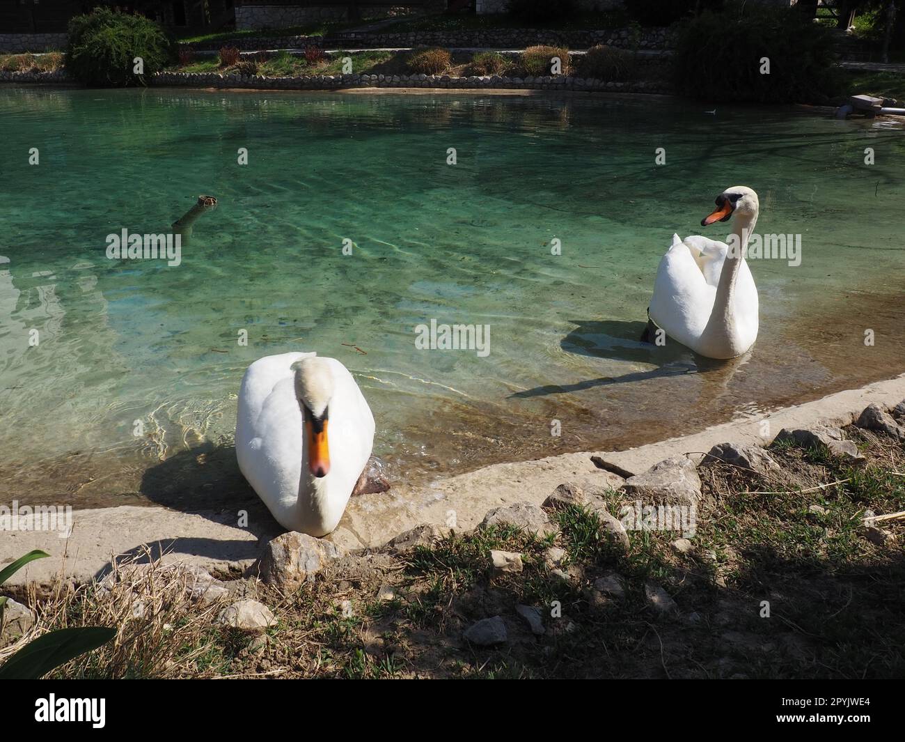 Zwei weiße Schwäne am Ufer des Reservoirs. Vögel am Wasser putzen ihre Federn. Stanisici, Bijelina, Bosnien und Herzegowina, ein Zoo in einem Ethno-Dorf. Die Fauna Europas Stockfoto