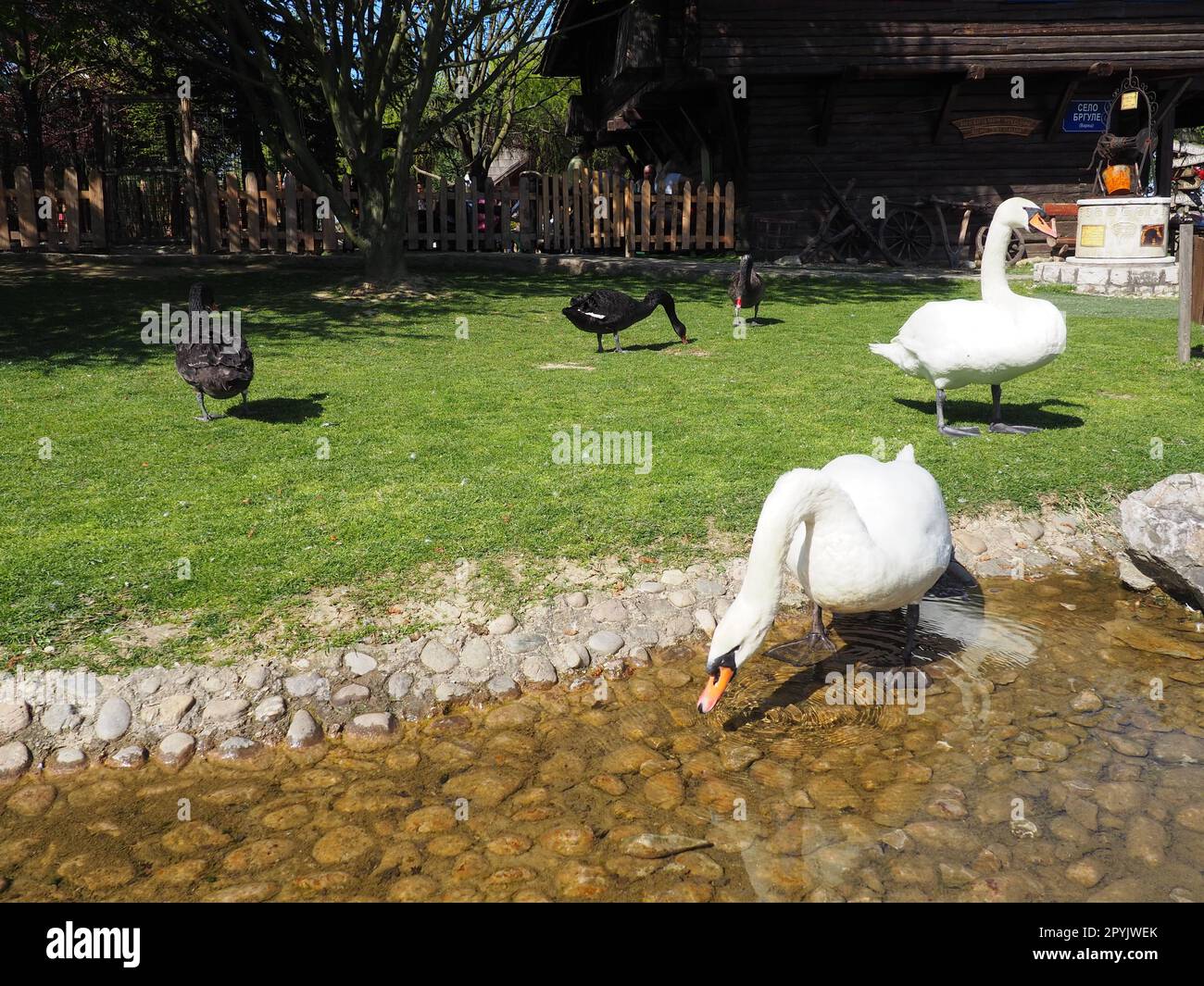 Weiße und schwarze Schwäne am Ufer des Reservoirs. Vögel am Wasser putzen ihre Federn. Stanisici, Bijelina, Bosnien und Herzegowina, ein Zoo in einem Ethno-Dorf. Die Fauna Europas Stockfoto