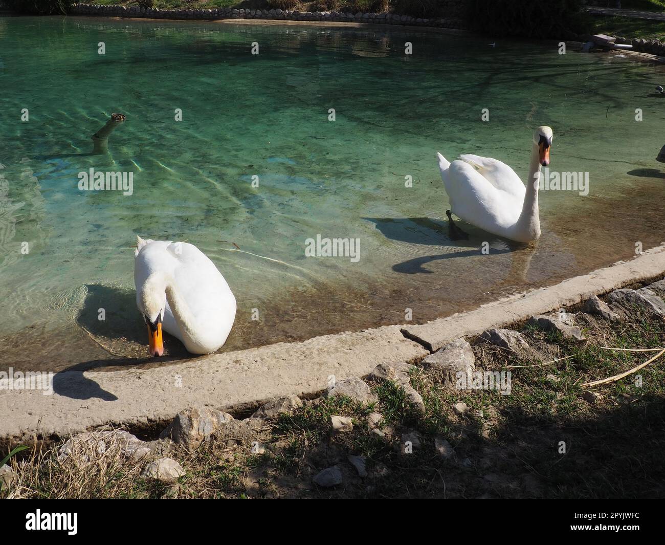 Zwei weiße Schwäne am Ufer des Reservoirs. Vögel am Wasser putzen ihre Federn. Stanisici, Bijelina, Bosnien und Herzegowina, ein Zoo in einem Ethno-Dorf. Die Fauna Europas. Stockfoto