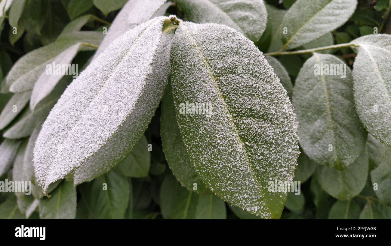 Wunderschöne große grüne Blätter mit weißem Heiserfrost an der Oberfläche. Ficus-Baum oder immergrüne Strauchpflanze, fotografiert bei hoher Luftfeuchtigkeit bei frostigem Wetter. Gefrorene Wasserkristalle. Stockfoto