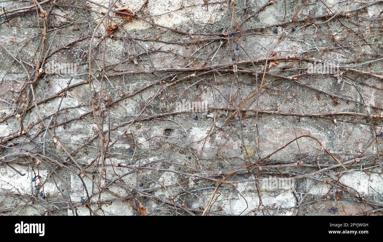 Parthenocissus quinquefolia. Mädchen trauben. Eine Kriechpflanze warf die Blätter im Winter weg. Dunkelblaue Früchte oder Beeren. Möglichkeit der vertikalen Gartengestaltung. Liana an einer Steinmauer. Stockfoto