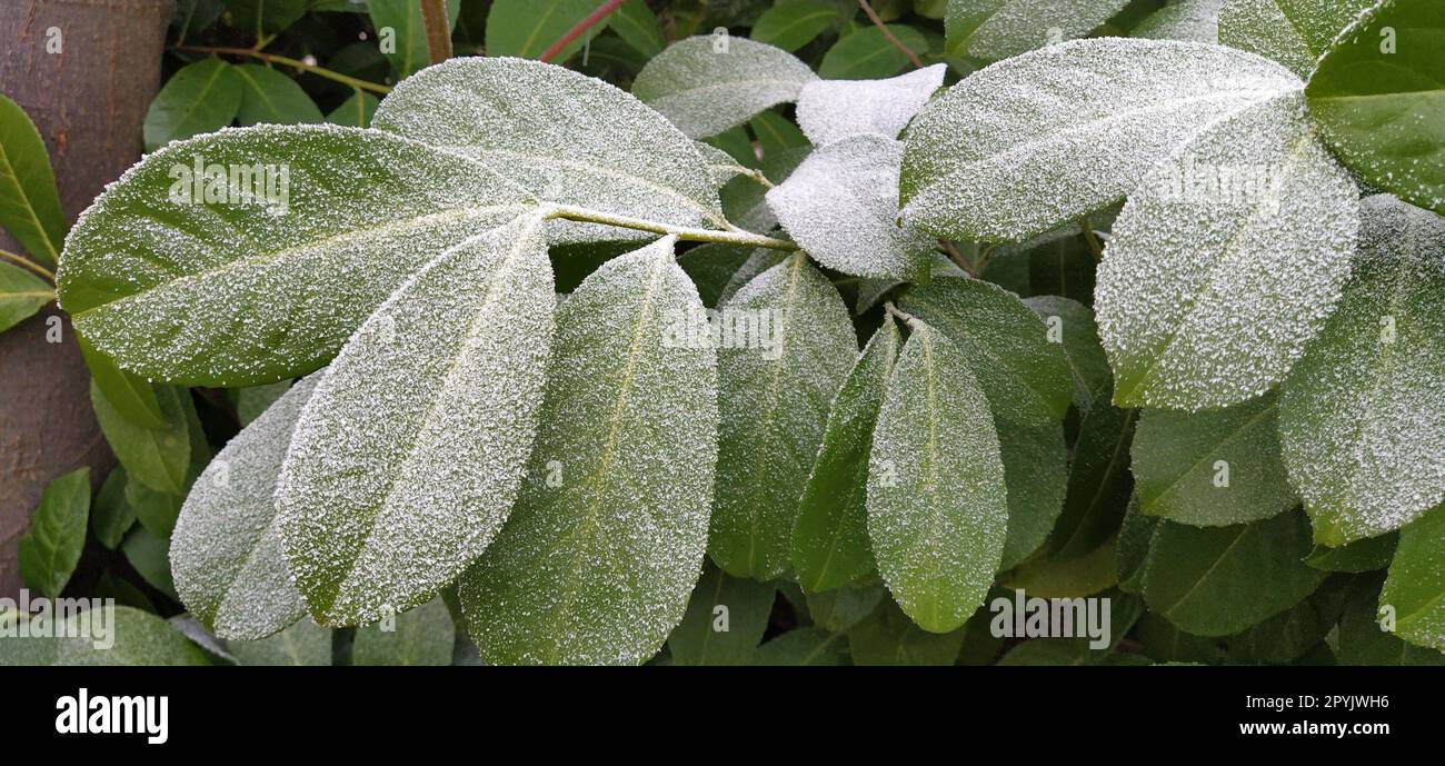 Wunderschöne große grüne Blätter mit weißem Heiserfrost an der Oberfläche. Gefrorene Wasserkristalle. Ficus-Baum oder immergrüne Strauchpflanze, fotografiert bei hoher Luftfeuchtigkeit bei frostigem Wetter. Stockfoto