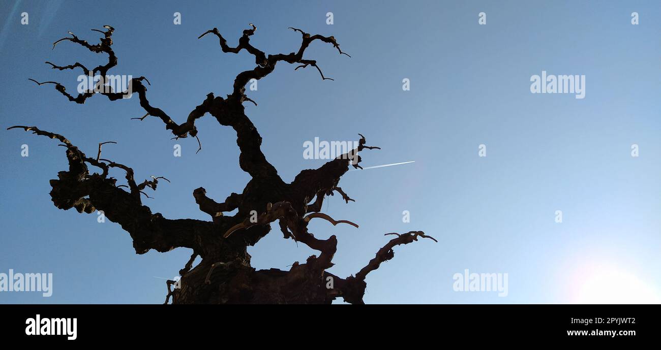 Silhouette eines Laubbaums auf blauem Himmel, Sonnenstrahlen und einem fliegenden Flugzeug. Ein klarer Himmel zeigt eine Spur von Flugzeugtreibstoff in Form eines weißen Streifens. Bonsai in Kalemegdan, Belgrad, Serbien Stockfoto