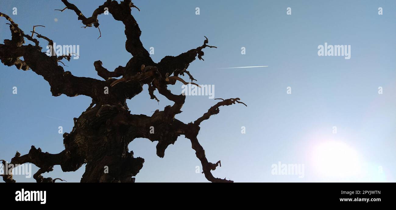 Silhouette eines Laubbaums auf blauem Himmel, Sonnenstrahlen und einem fliegenden Flugzeug. Ein klarer Himmel zeigt eine Spur von Flugzeugtreibstoff in Form eines weißen Streifens. Bonsai in Kalemegdan, Belgrad, Serbien Stockfoto