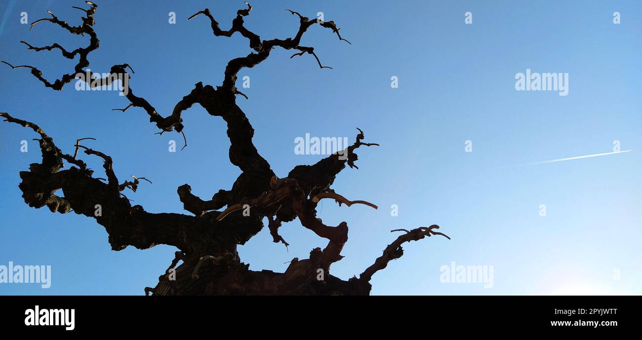 Silhouette eines Laubbaums auf blauem Himmel, Sonnenstrahlen und einem fliegenden Flugzeug. Ein klarer Himmel zeigt eine Spur von Flugzeugtreibstoff in Form eines weißen Streifens. Bonsai in Kalemegdan, Belgrad, Serbien Stockfoto