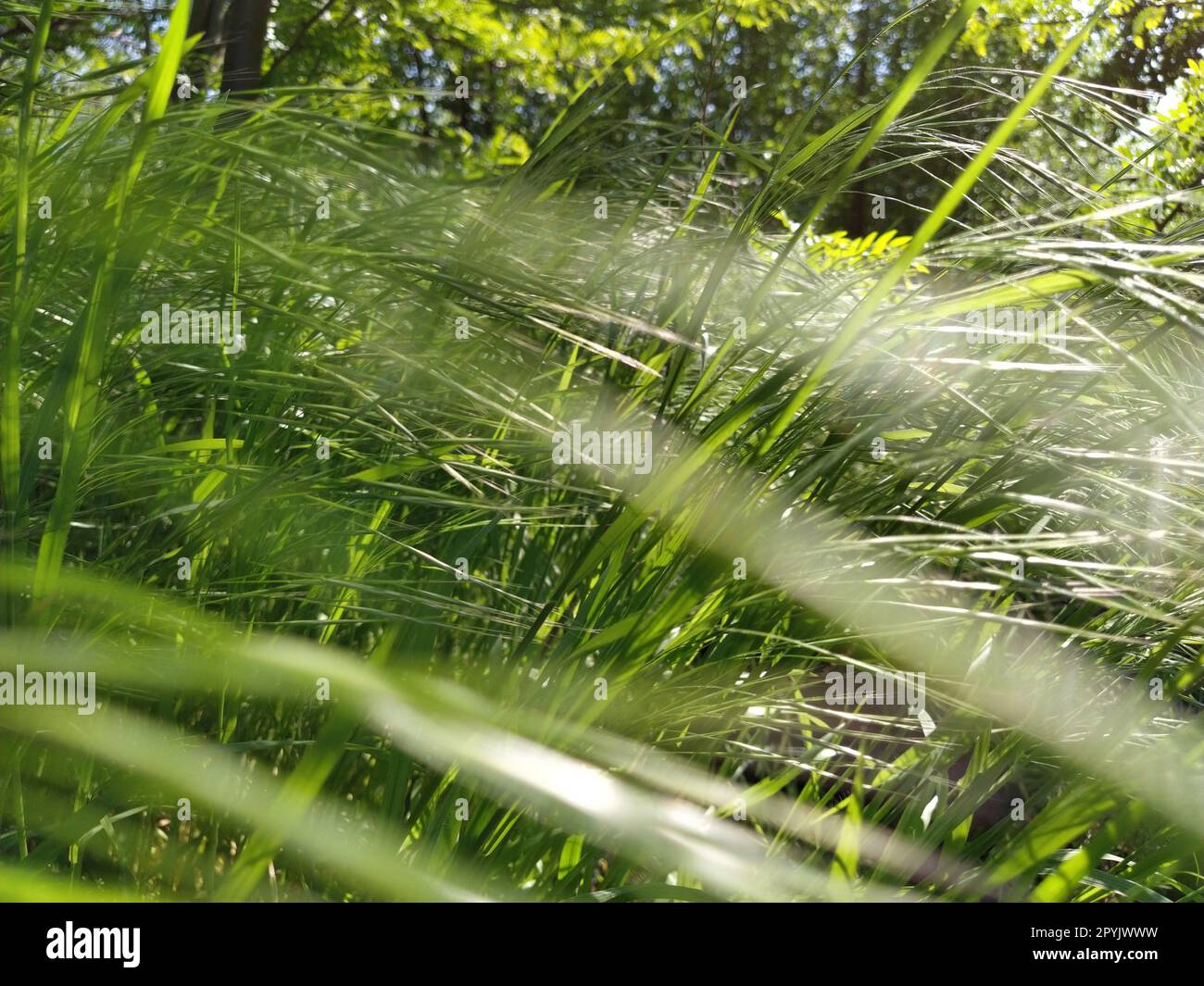 Schönes, üppiges, grünes Gras auf der Wiese oder auf dem Feld. Starker Wind. Sonniges Wetter. Feld, Lichtung oder Wiese mit wilder Vegetation. Natürlicher Hintergrund Stockfoto