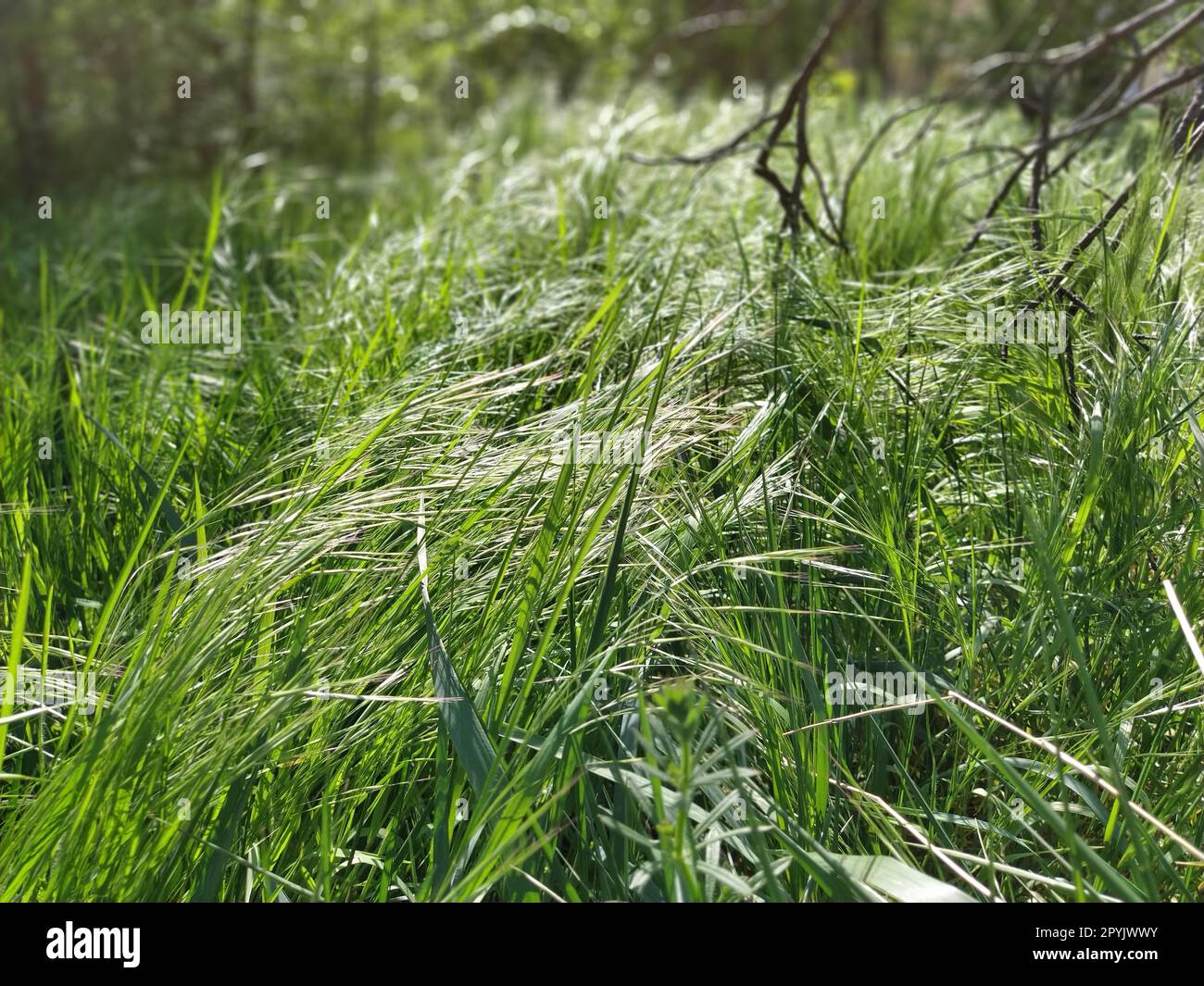 Hohes grünes Gras, das sich im Wind bückt. Schwarze, zerbrochene Zweige im Hintergrund. Sommerwald. Ökologie, Leben und Tod Stockfoto