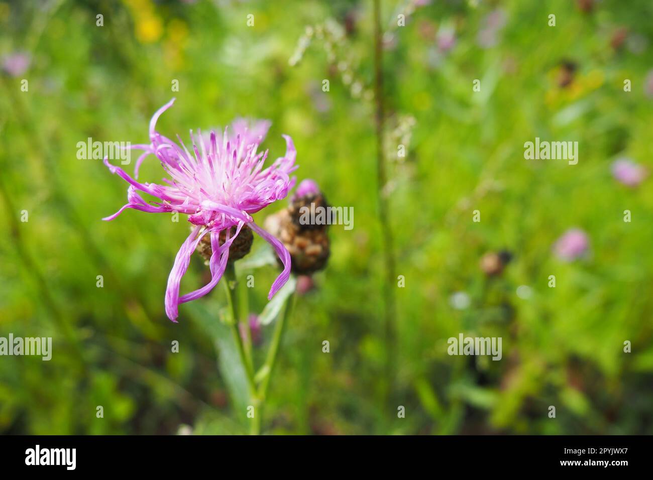 Wiesenmaisblume Centaurea jacea ist eine Ackerpflanze, eine Art der Gattung Cornflower der Familie Asteraceae oder Asteraceae. Wächst auf Wiesen und Waldkanten. Violette, elegante Blume. Karelien Stockfoto