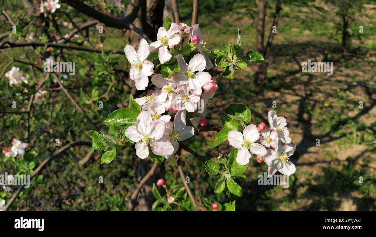 Zarte Blütenblätter von Apfelbaum. Apfelbäume in üppigen blühenden weißen Blumen. Pistille und Stäbchen sind bemerkbar. Frühling im Obstgarten. Der Beginn der landwirtschaftlichen Arbeit Stockfoto