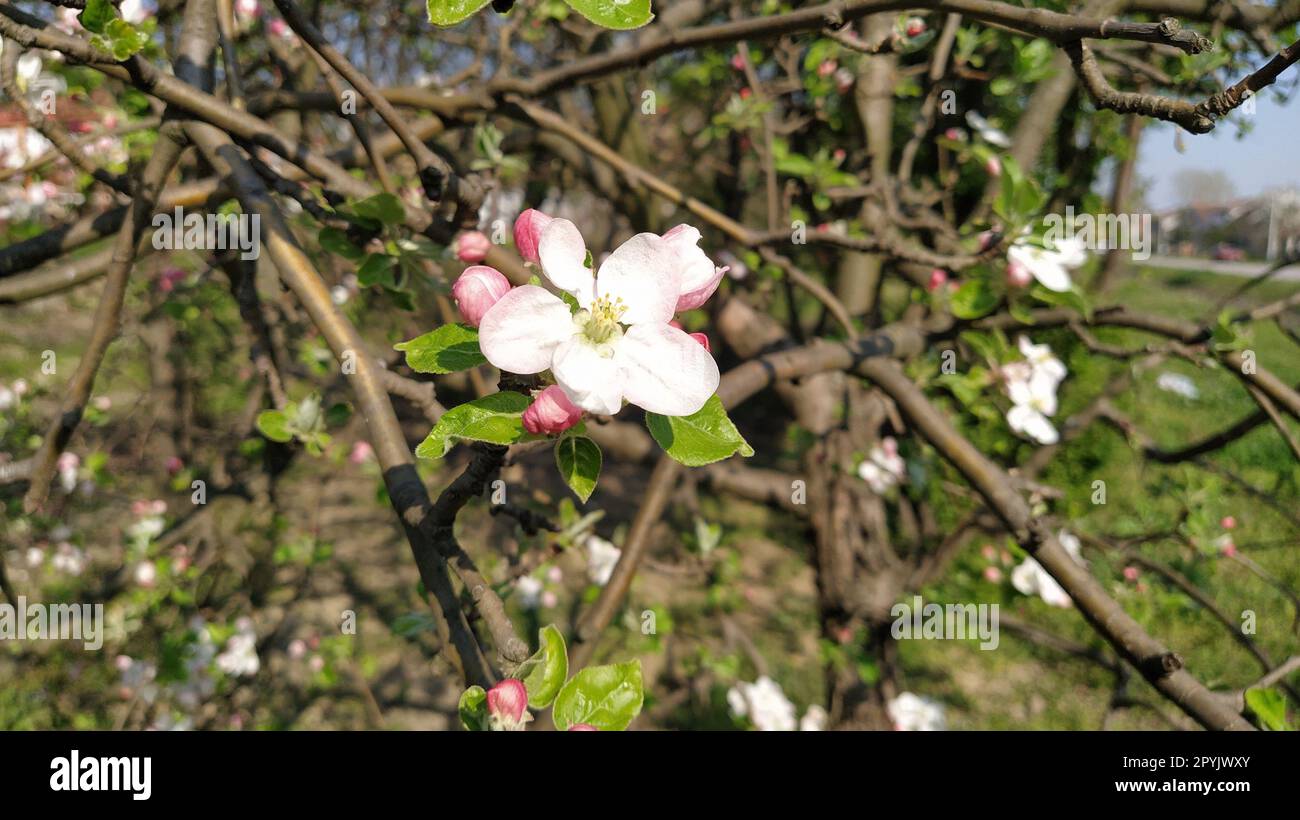 Zarte Blütenblätter von Apfelbaum. Apfelbäume in üppigen blühenden weißen Blumen. Pistille und Stäbchen sind bemerkbar. Frühling im Obstgarten. Der Beginn der landwirtschaftlichen Arbeit Stockfoto