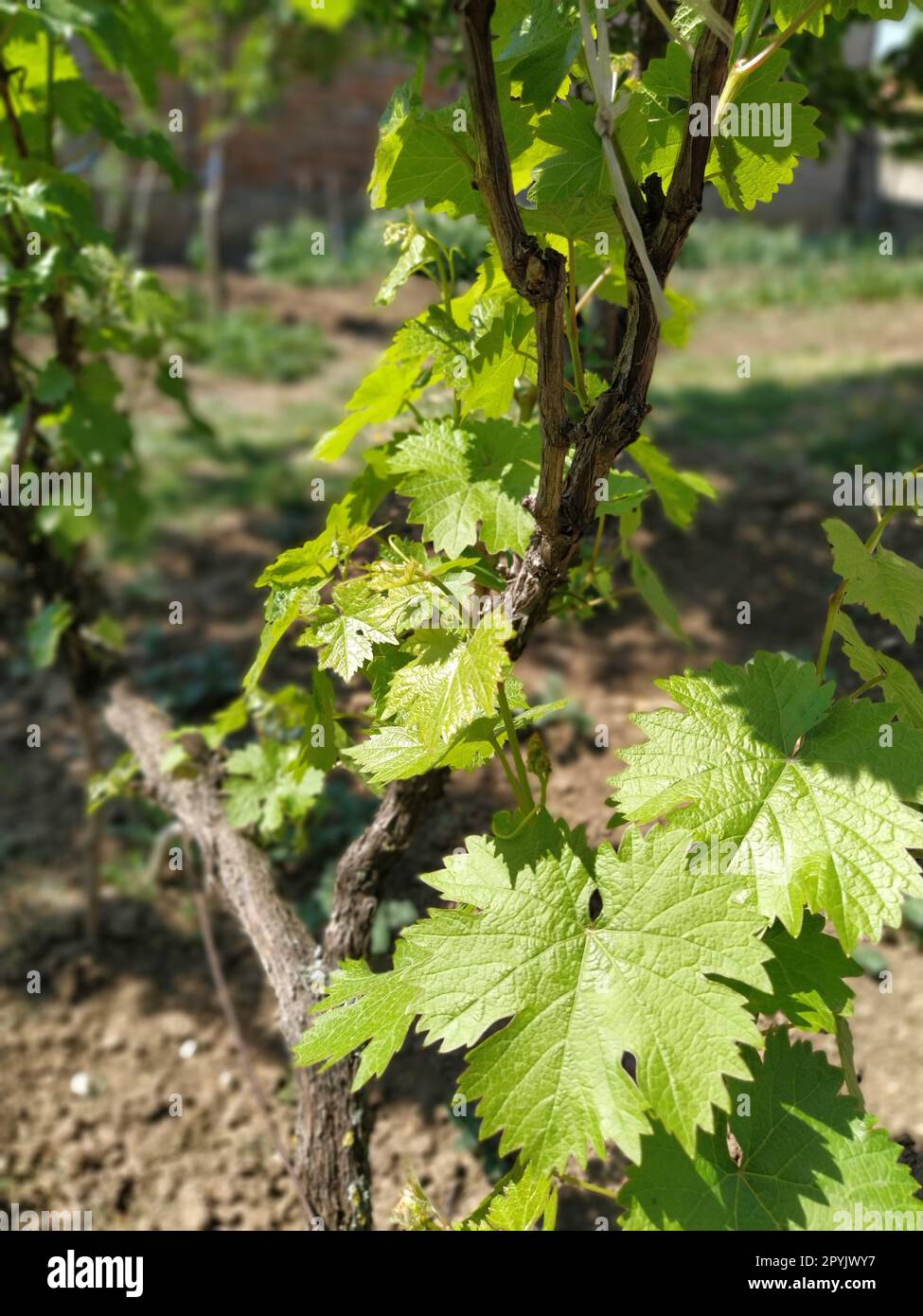 Weinrebe mit jungen Blättern. Schließen. Junge Weinrebe. Viele Blätter und ein verzweigter Stamm. Serbien, Fruska-Gora-Berg. Stockfoto